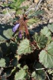 Phacelia campanularia