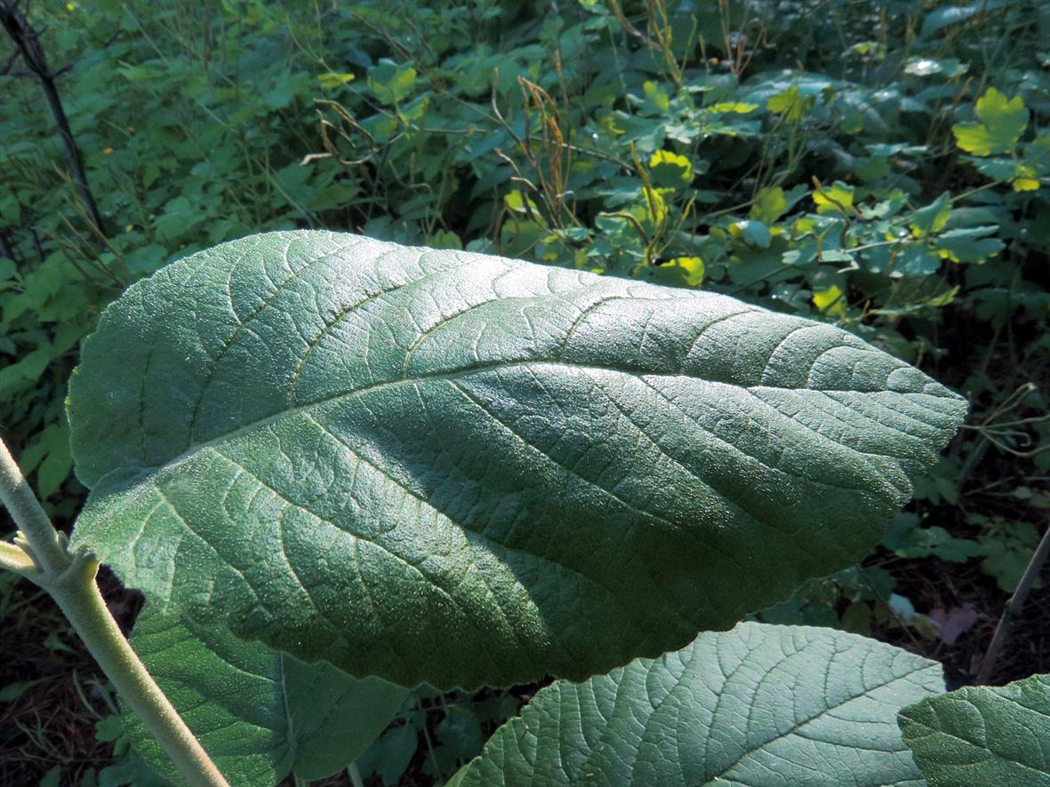 Изображение особи Viburnum lantana.