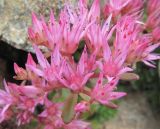 Sedum spurium