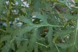 Echinops exaltatus. Лист. Пермский край, г. Пермь, Свердловский р-н, в озеленении двора. 21 августа 2017 г.