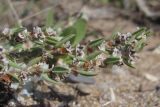 Polygonum maritimum