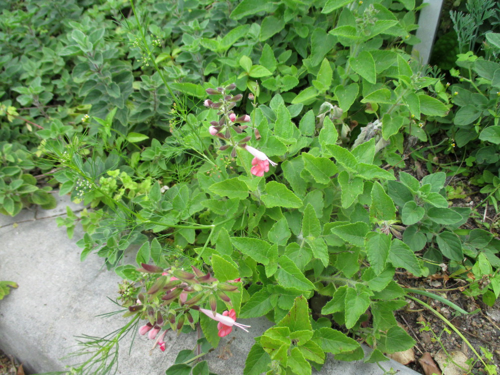 Image of Salvia coccinea specimen.