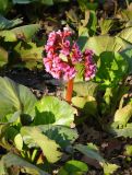 Bergenia crassifolia