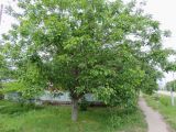 Juglans regia. Взрослое растение. Краснодарский край, г. Тихорецк, в культуре. 15.05.2018.