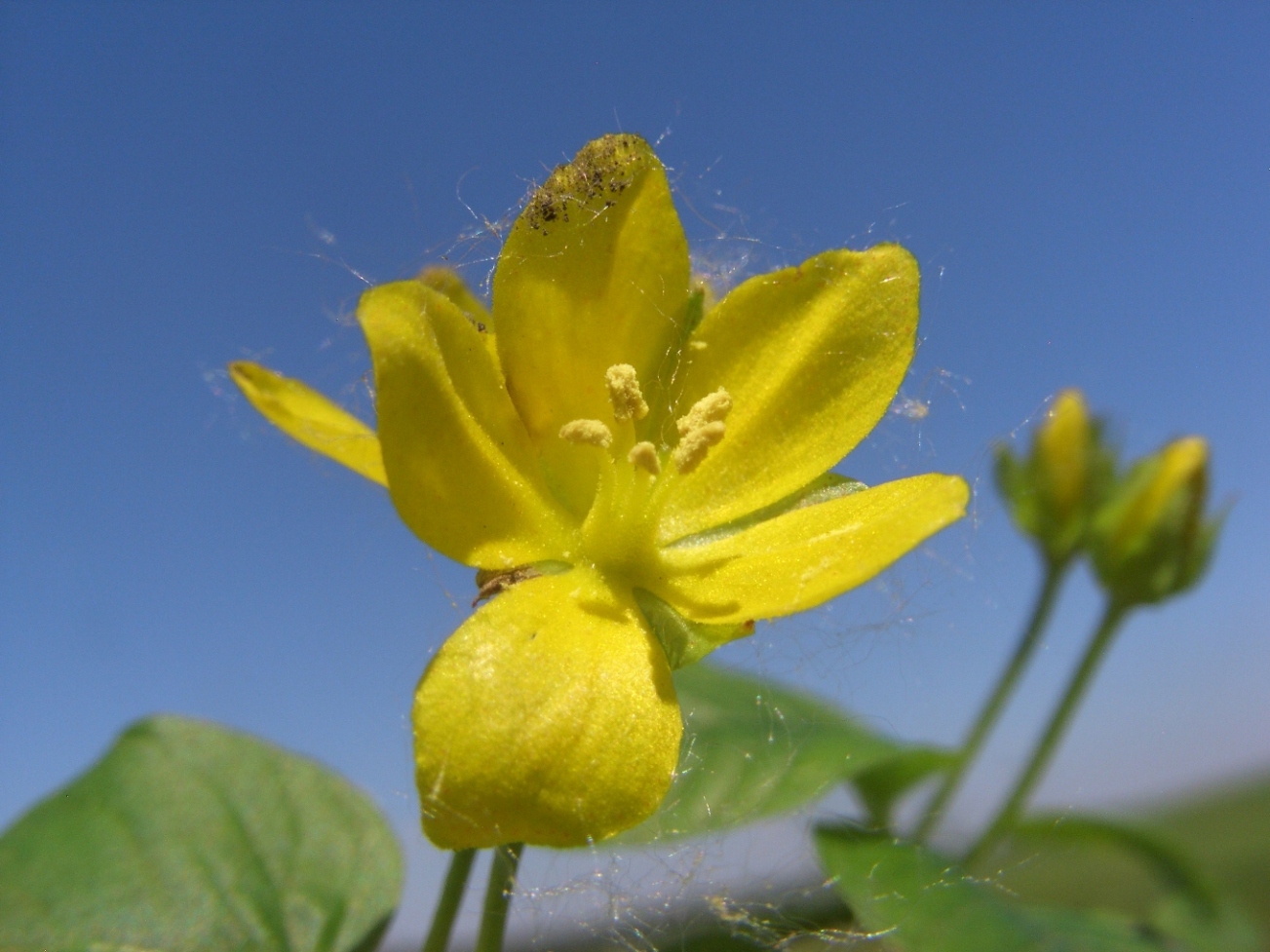 Изображение особи Lysimachia nummularia.