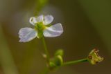 Alisma plantago-aquatica. Цветок и завязавшийся плод. Ростовская обл., Мясниковский р-н, Чулекская балка, русло пересыхающего ручья. 15.07.2018.