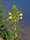 Oenothera biennis. Верхушка побега с бутонами, цветками и созревающими плодами. Московская обл., Орехово-Зуевский р-н, окр. дер. Красная Дубрава, долина р. Клязьма, песчаный берег реки. 26.08.2018.