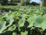 Nelumbo caspica