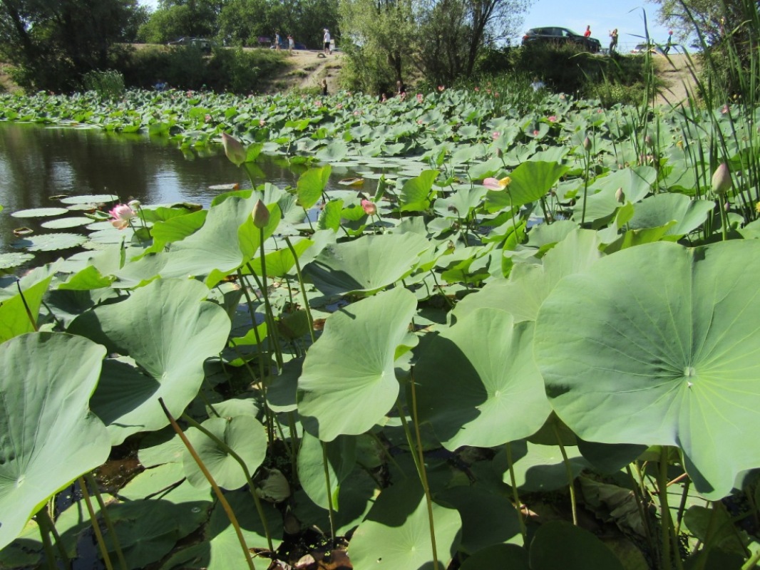 Изображение особи Nelumbo caspica.