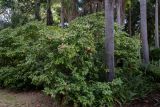 Camellia japonica. Цветущие растения. Израиль, Шарон, г. Тель-Авив, ботанический сад тропических растений. 09.12.2018.
