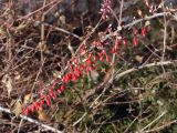 Berberis thunbergii