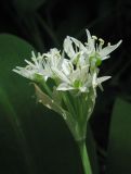 Allium ursinum. Соцветие. Крым, Симферопольский р-н, окр. с. Кизиловое, на пологом берегу ручья, протекающего через дачный посёлок. 2 мая 2018 г.