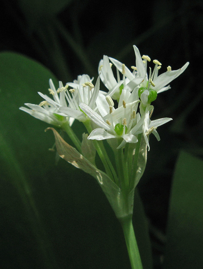 Изображение особи Allium ursinum.