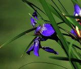 Iris versicolor. Цветок и части листьев. Московская обл., Раменский р-н, окр. дер. Хрипань, садовый участок. 04.06.2019.