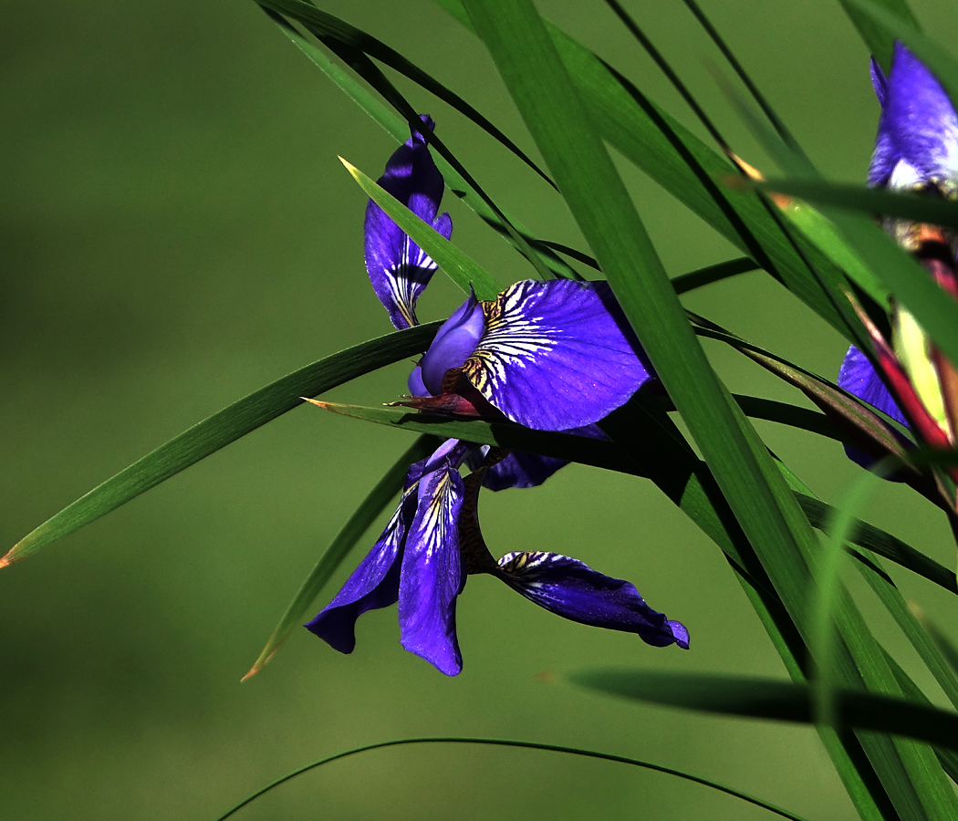 Изображение особи Iris versicolor.