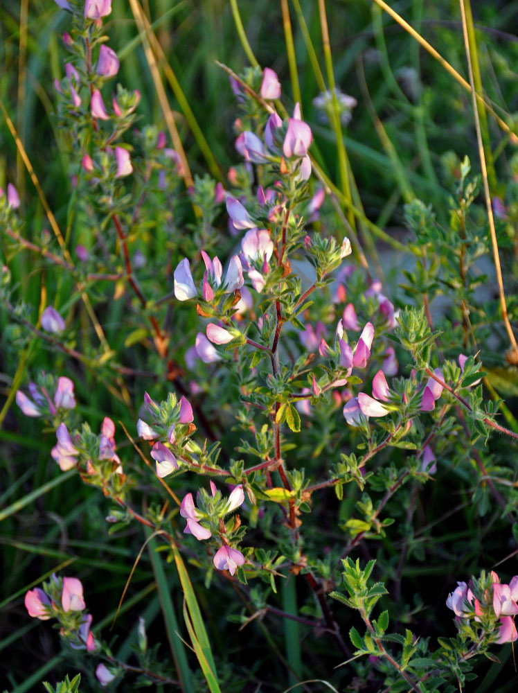 Image of Ononis spinosa specimen.