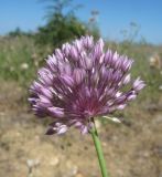 Allium rotundum