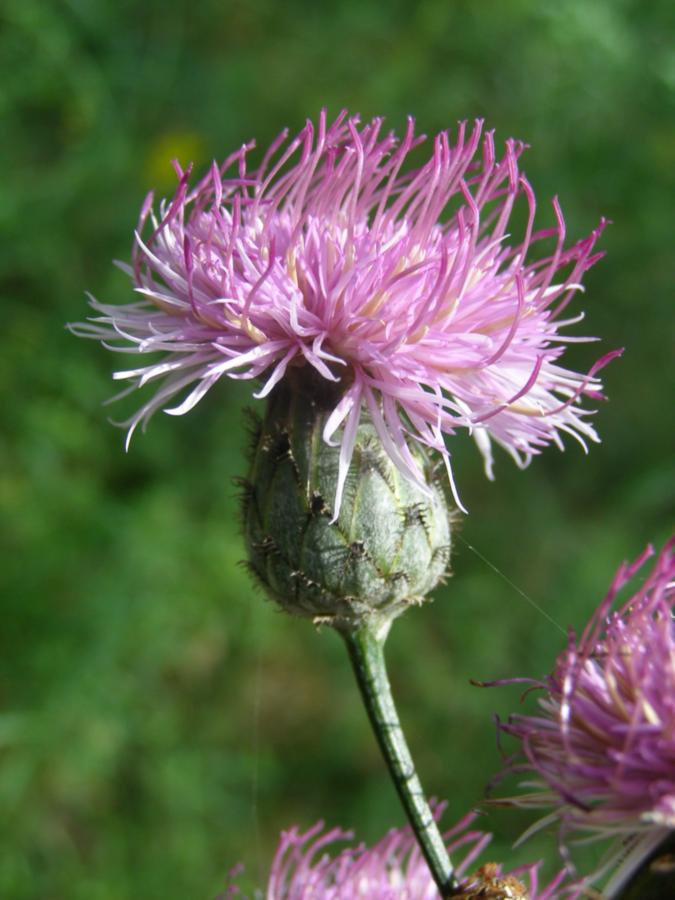 Изображение особи род Centaurea.