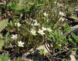 Minuartia hirsuta