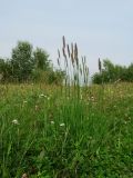 Phleum pratense