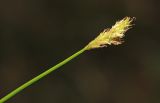 Carex iljinii