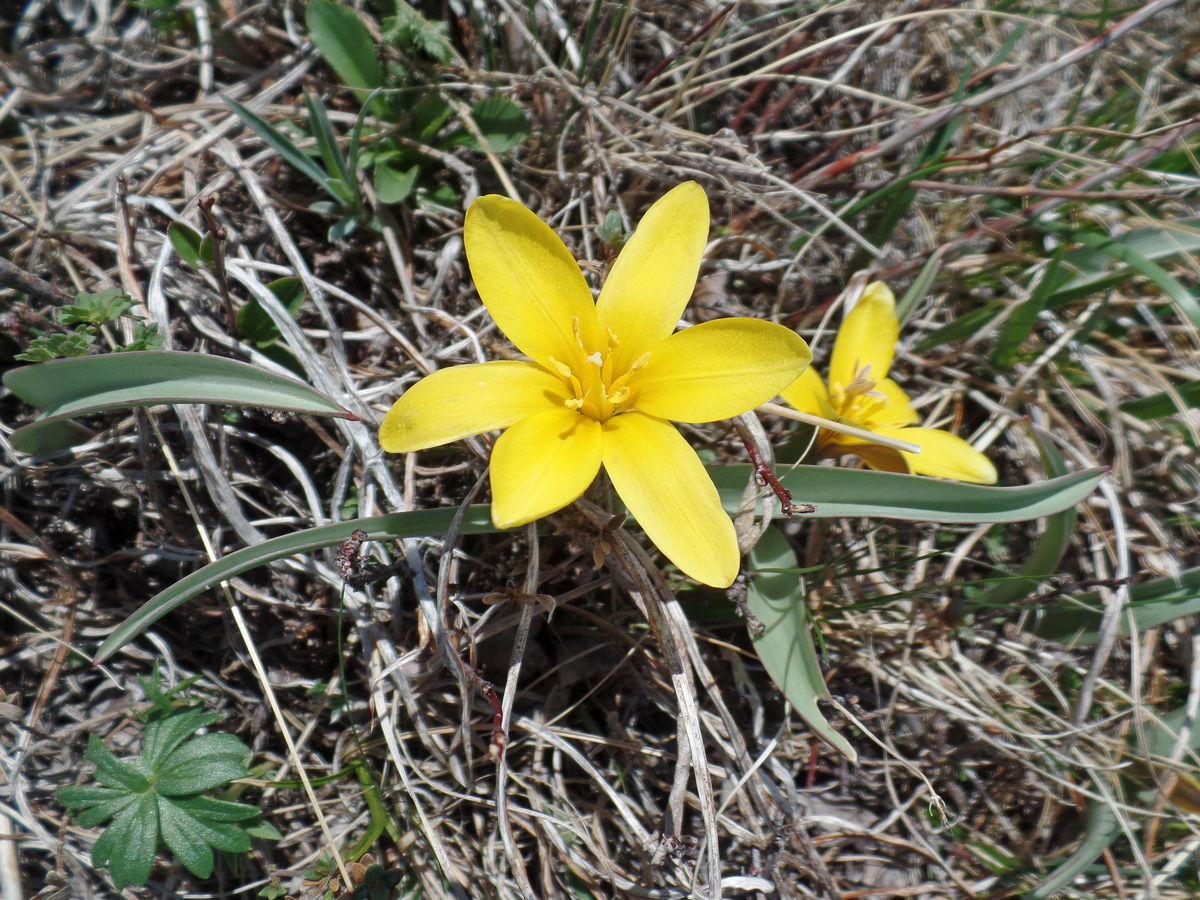 Изображение особи Tulipa heteropetala.