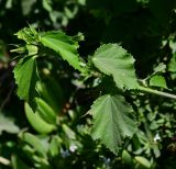 Hibiscus panduriformis. Верхушка побега с созревающими плодами. Израиль, Иудейские горы, г. Иерусалим, ботанический сад университета. 05.08.2019.