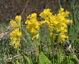 Primula macrocalyx