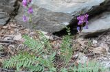 Oxytropis wologdensis