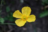 Papaver croceum