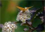 Physocarpus opulifolius