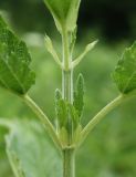 Urtica galeopsifolia