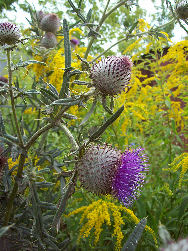 Изображение особи Cirsium polonicum.