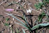 Tulipa bifloriformis. Цветущее растение. Узбекистан, Ташкентская обл., хр. Каржантау. 04.04.2009.
