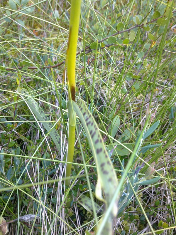 Изображение особи Dactylorhiza maculata.