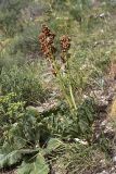 Rheum cordatum. Плодоносящее растение. Южный Казахстан, ущелье Машат в устье Даубабы. 05.05.2012.