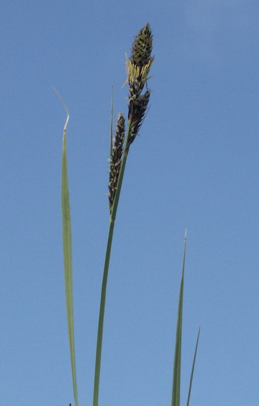 Изображение особи Carex hartmaniorum.