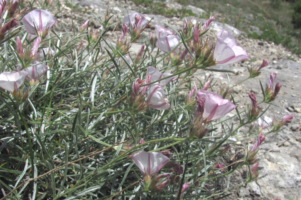 Изображение особи Convolvulus sericocephalus.