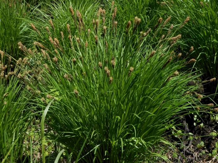 Image of Carex appendiculata specimen.