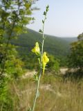 Linaria genistifolia