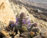 Ajuga orientalis