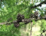 Larix sibirica. Часть ветки с прошлогодними шишками. Новосибирская обл., Карасукский р-н, с. Благодатное, ур. Бабешкино, лесонасаждение. 17.05.2014.