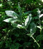 Filipendula ulmaria