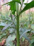 Cirsium setosum