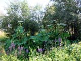 Heracleum sosnowskyi. Цветущее растение. Мурманск, р-н Жилстроя. 07.08.2014.