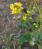 Brassica campestris