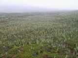 Equisetum sylvaticum. Заросли растения на вороничной тундре (растения покрыты каплями от тумана и мороси). Кольский п-ов, Восточный Мурман, окр. пос. Дальние Зеленцы, Свозной Лог. 12.08.2009.