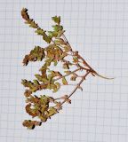 Tetradiclis tenella. Извлечённое из почвы цветущее и плодоносящее растение. Израиль, впадина р. Иордан, солончак Малха, высота -304 м н. у. м. 19.03.2015.
