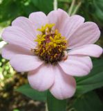 Zinnia elegans