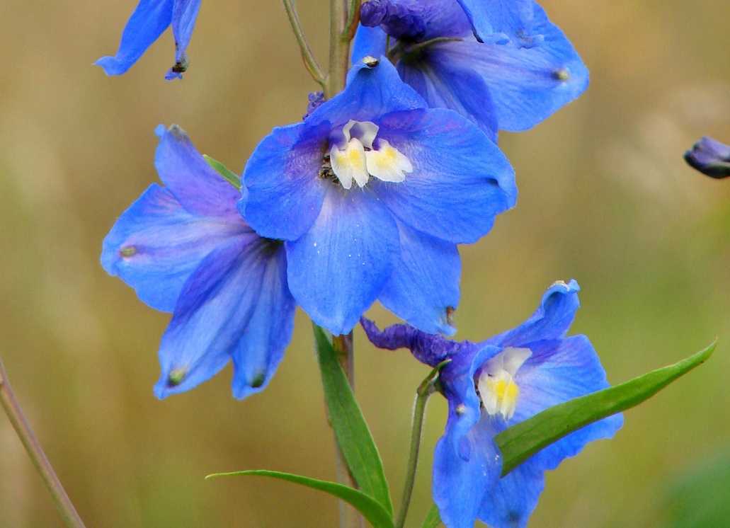 Image of Delphinium &times; phoeniceum specimen.